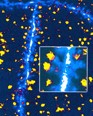 Figure 1: Sites of evoked transmitter release in hippocampal neurons...